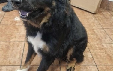 Max
