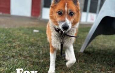 Fox