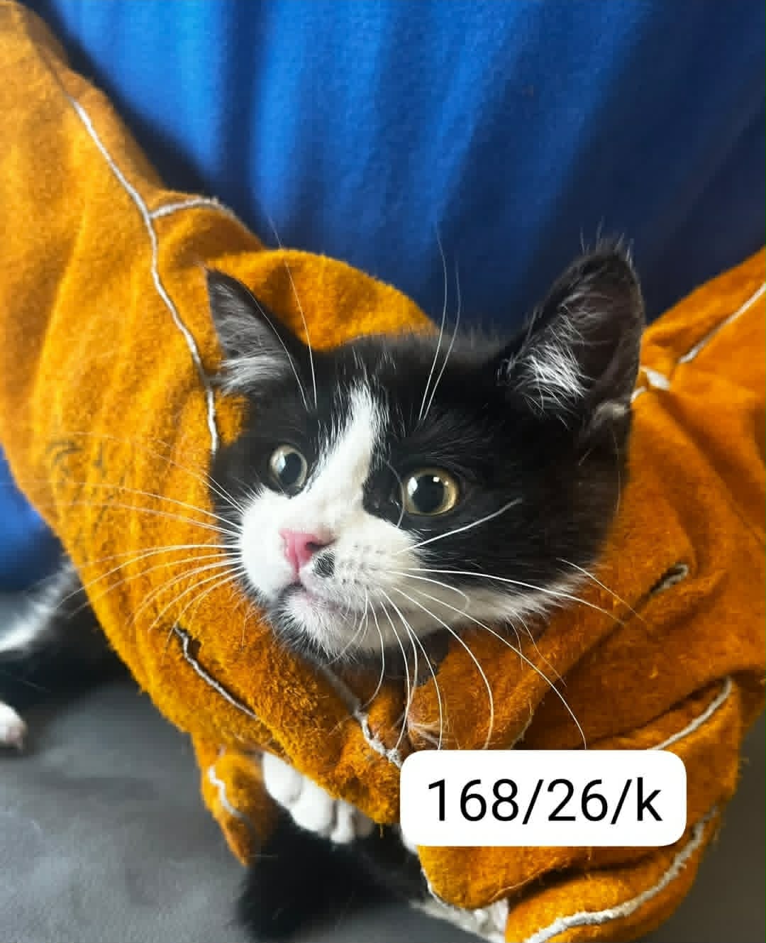 168 kot