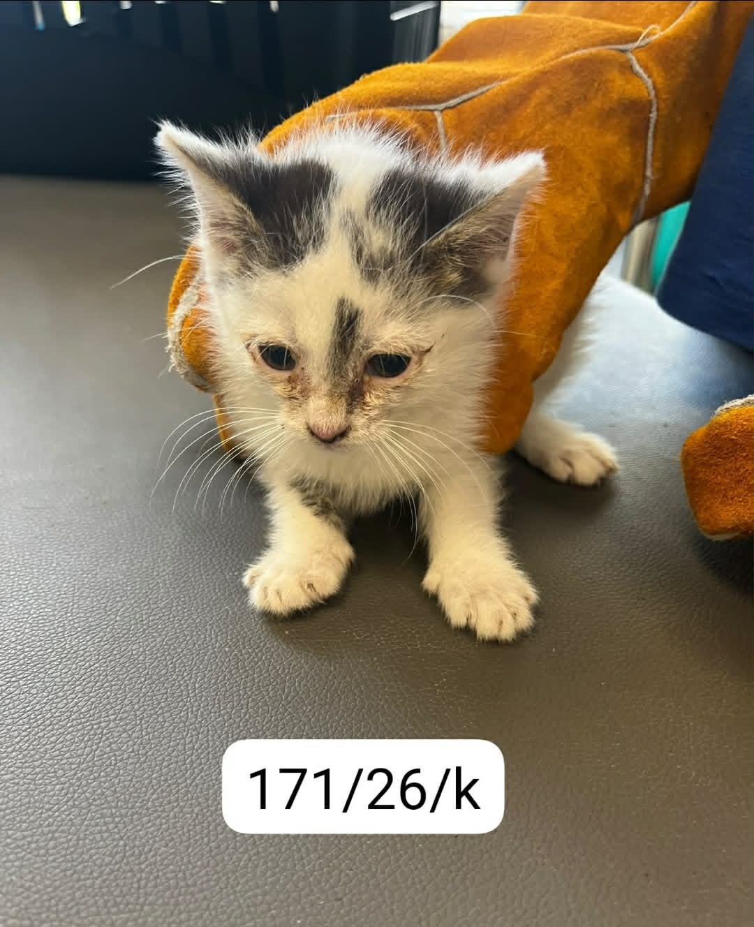 171 kot