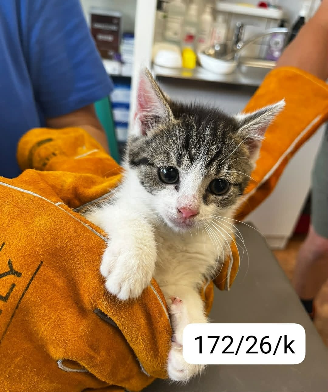 172 kot