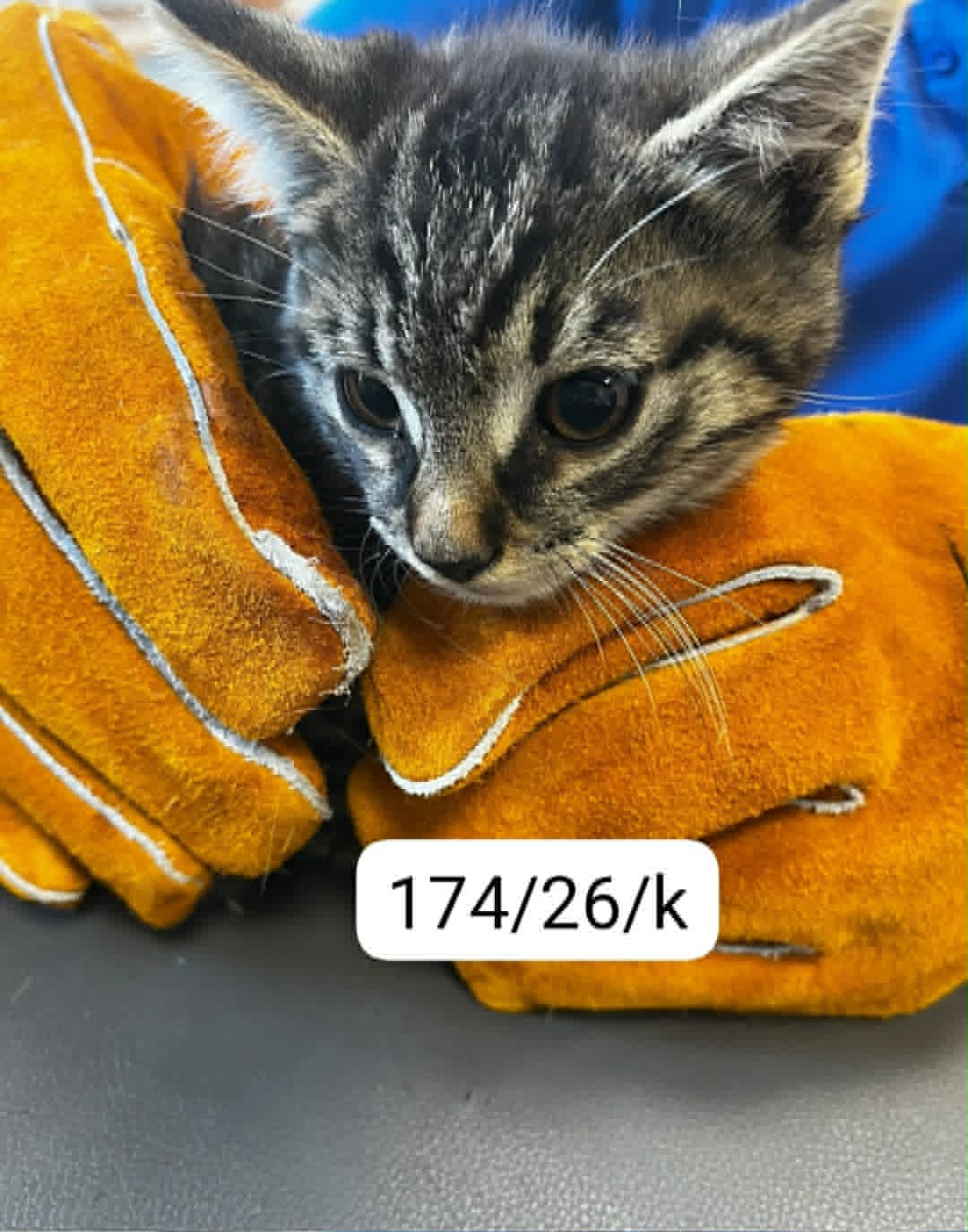 174 kot