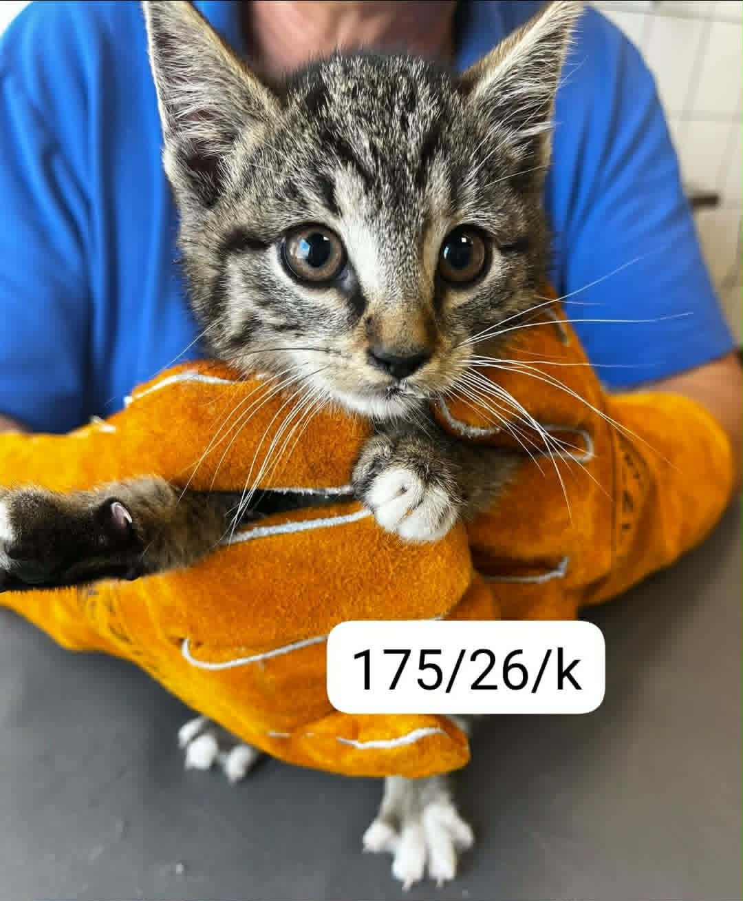 175 kot