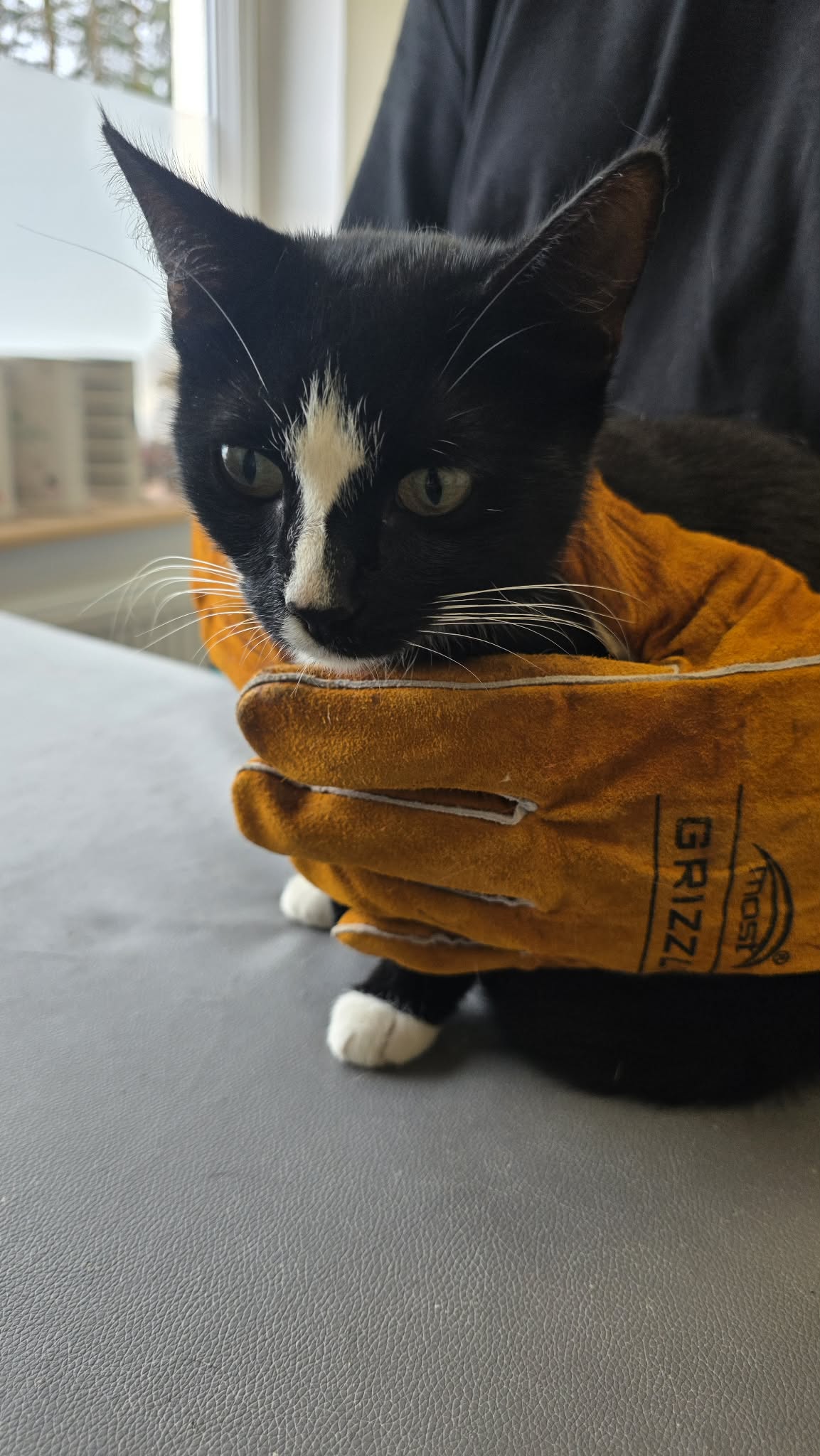 208 kot