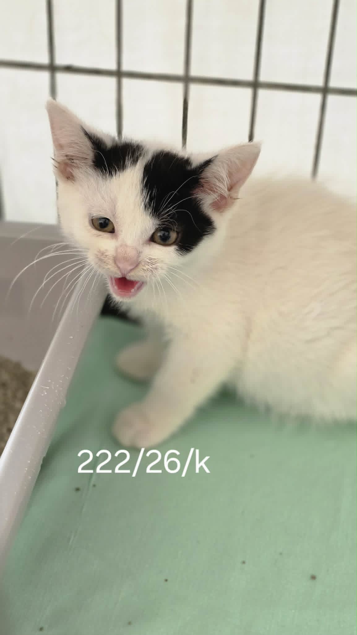 222 kot