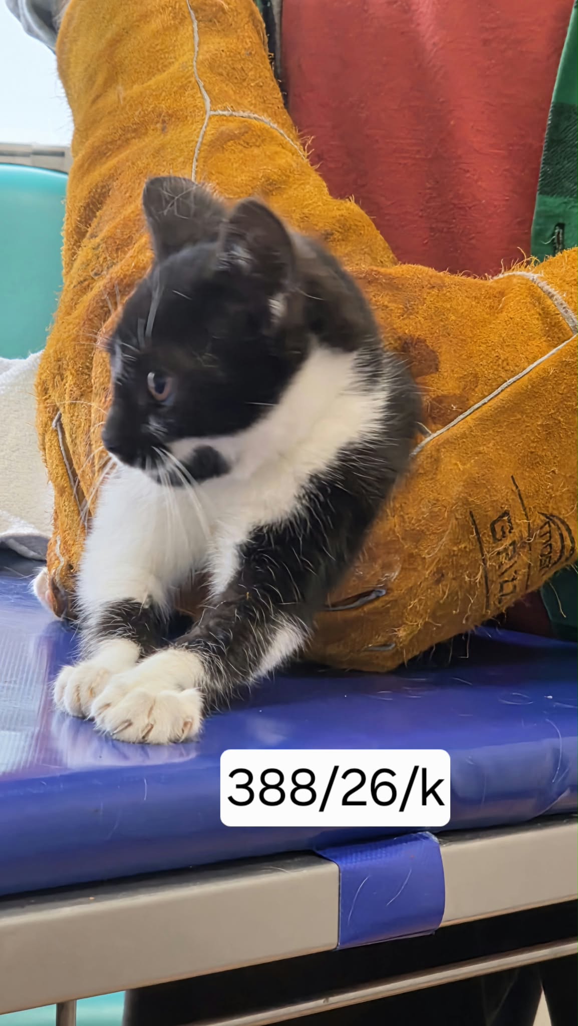 388